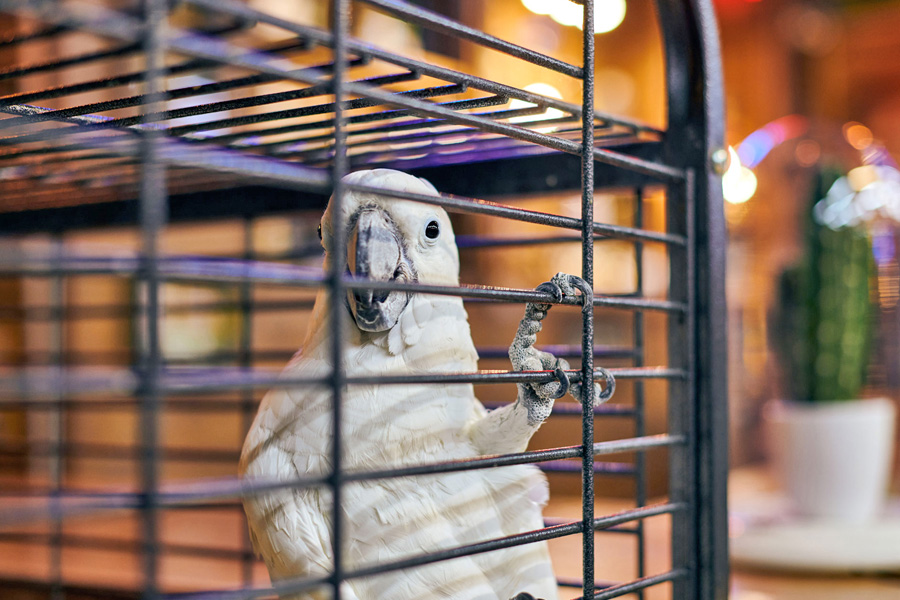 best parrot cages